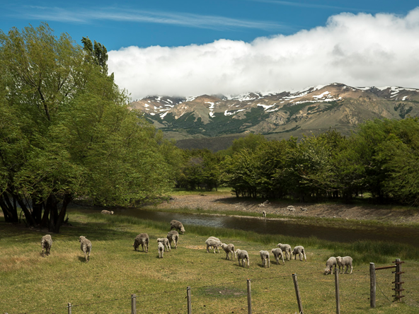 NATIVARegen™ Argentina