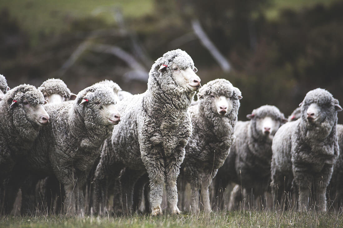 certification introduction picture sheeps